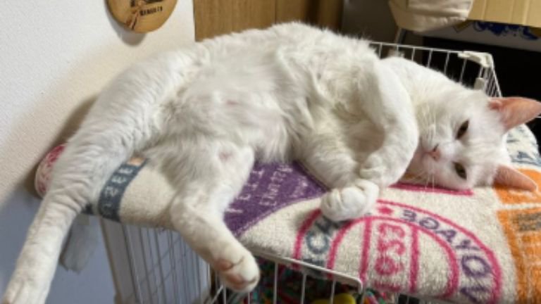 室内にいる猫