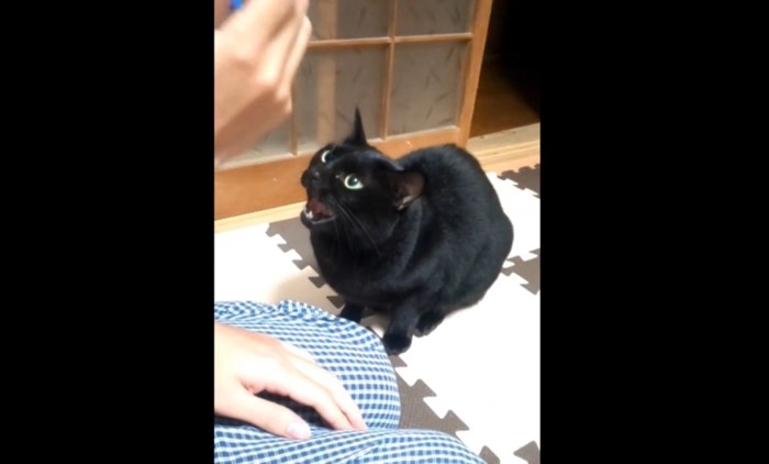 なく黒猫