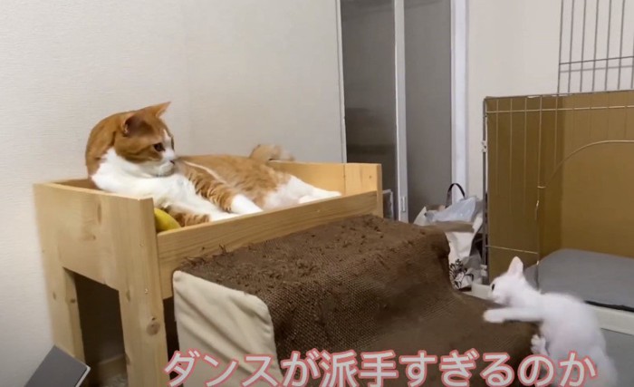 子猫を見つめる成猫