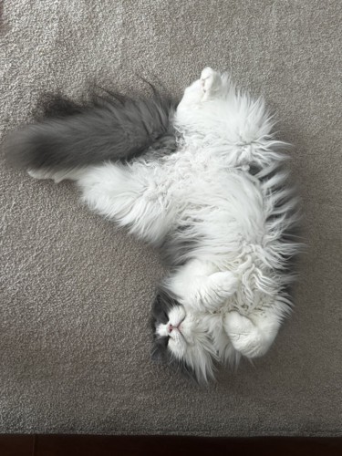 仰向けの猫