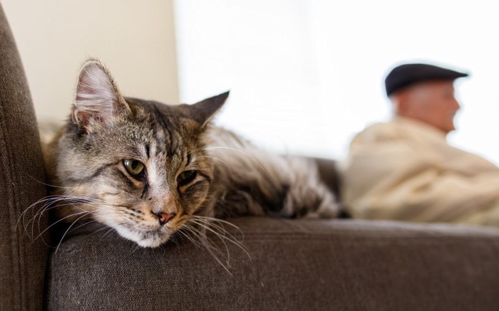 不満げな猫と男性のシルエット