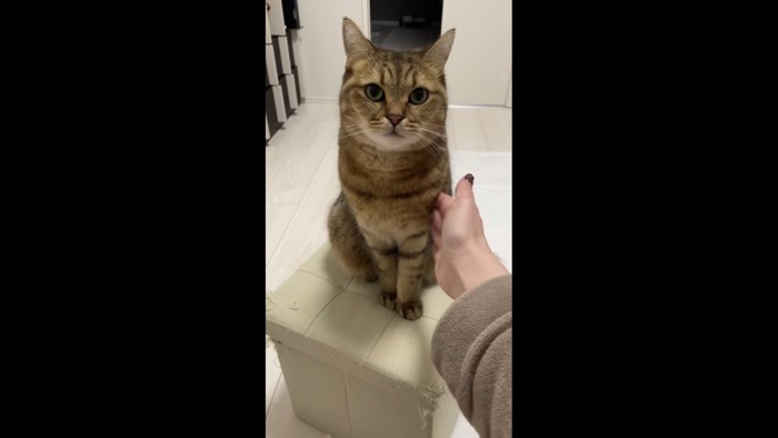 再度前足を叩いて催促