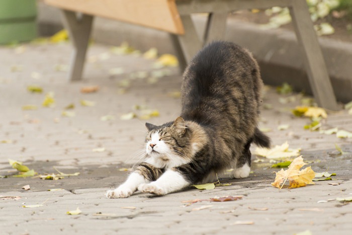 道路でストレッチする猫