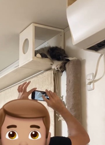 猫の写真を撮る人