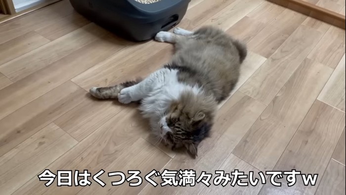 寝転ぶ猫