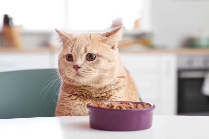 食事を無視する猫