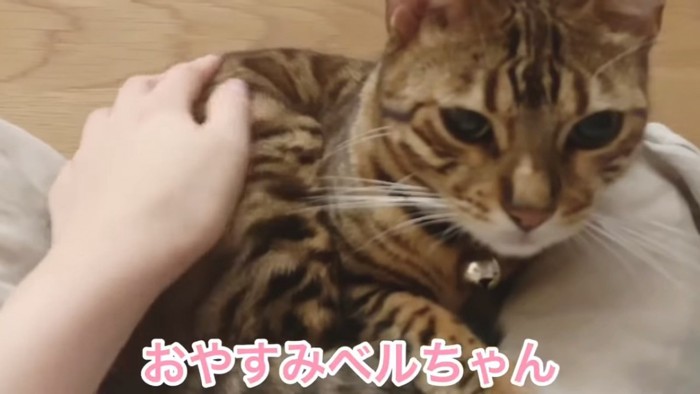 体をなでられる猫