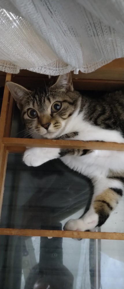 障子にしがみつく猫さん