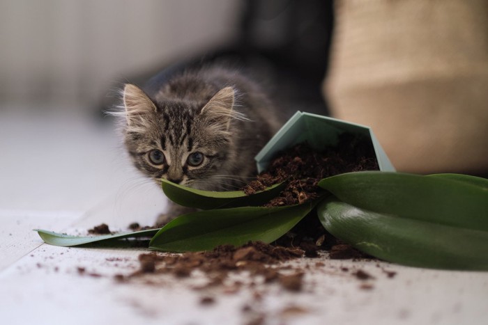 植木鉢を倒した子猫