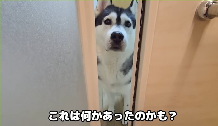 ドアの隙間から覗く犬