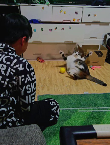 キャッチボールをする男の子と猫