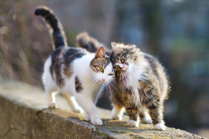 頭をこすり合わせる2匹の猫