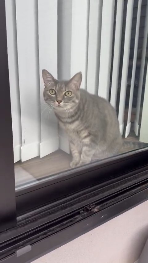 窓際に座る猫