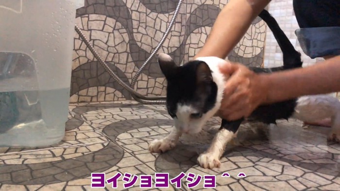 逃げようとする猫