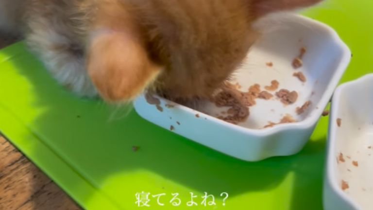 ごはんを食べている子猫