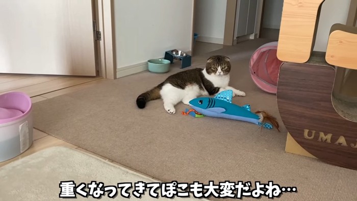 寝そべる猫