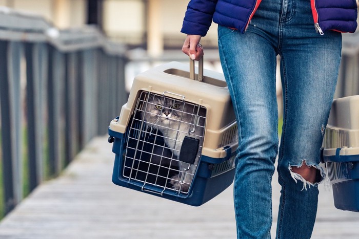 キャリーバッグで運ばれる猫