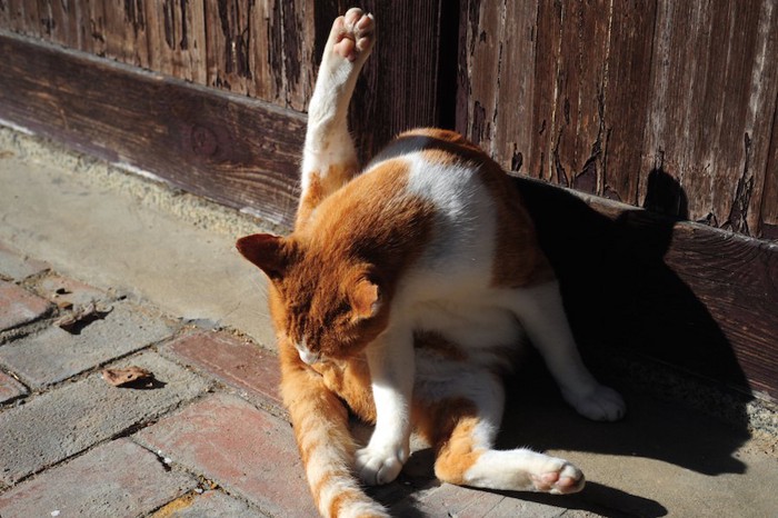 匂い袋を気にしている猫