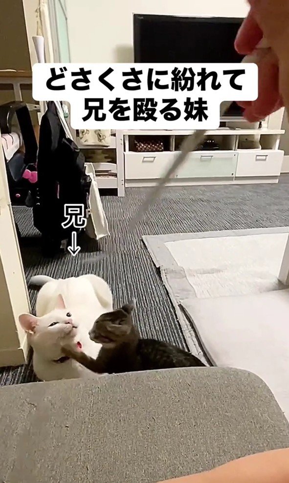 幸吉くんを叩くレアちゃん