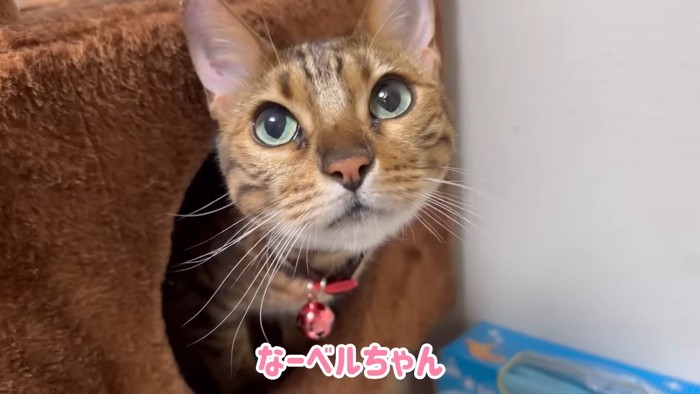 キャットタワーから顔を出す猫