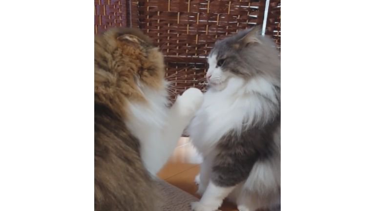 喧嘩している猫