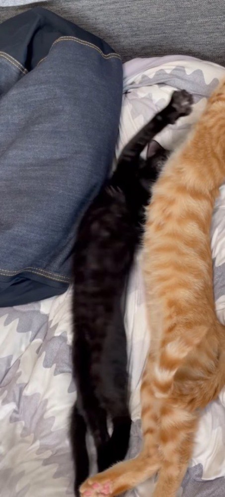 茶トラ猫に背を向けるように寝返りをうつ黒猫