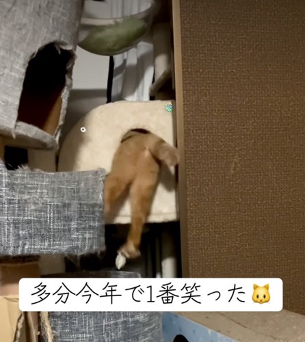 もがく猫