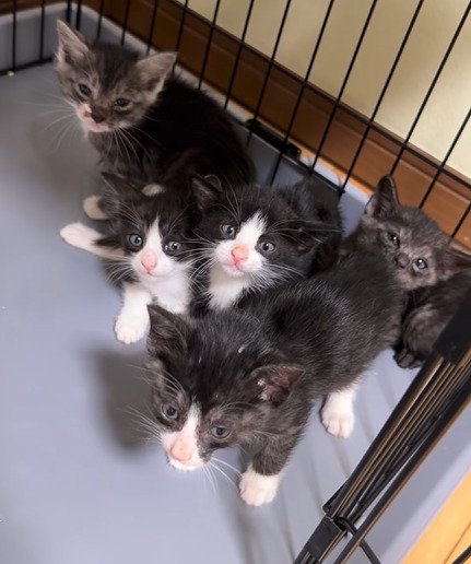 5匹の子猫のアップ