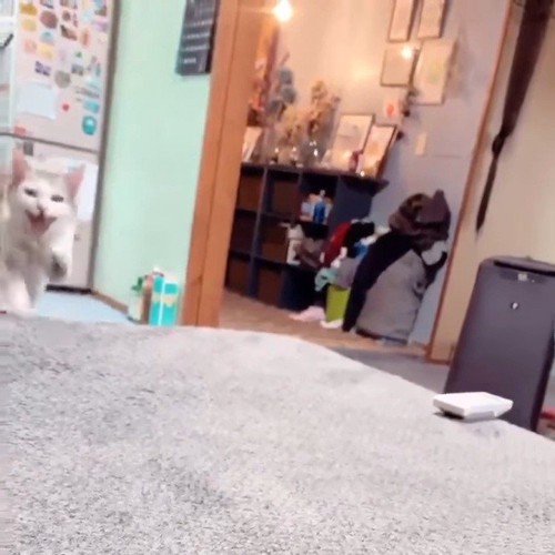 鳴きながら走ってくる猫