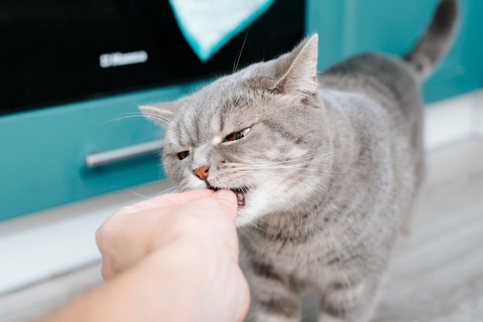 人の手から食べ物をもらう猫