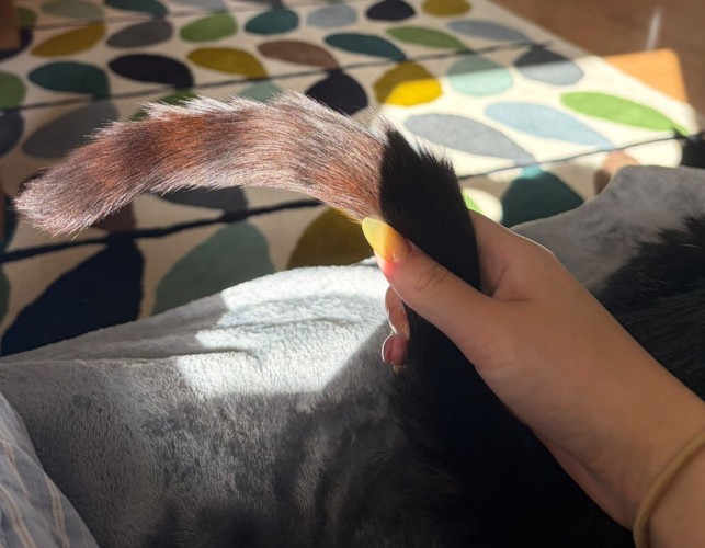 猫のしっぽ