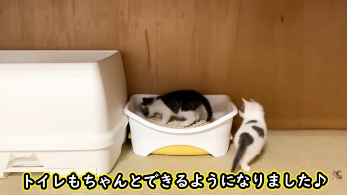 テロップ「トイレもちゃんと～」