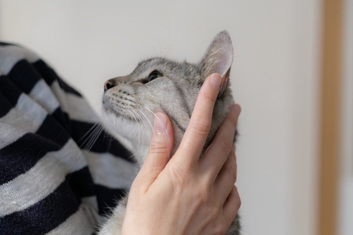抱きしめられる猫
