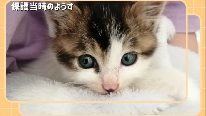 毛布にくるまれる子猫