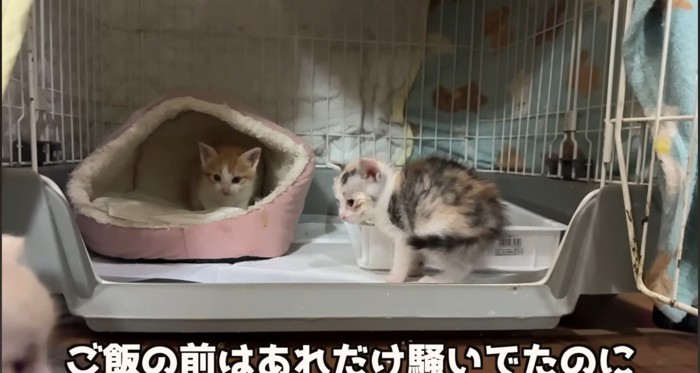 ベッドの中の猫