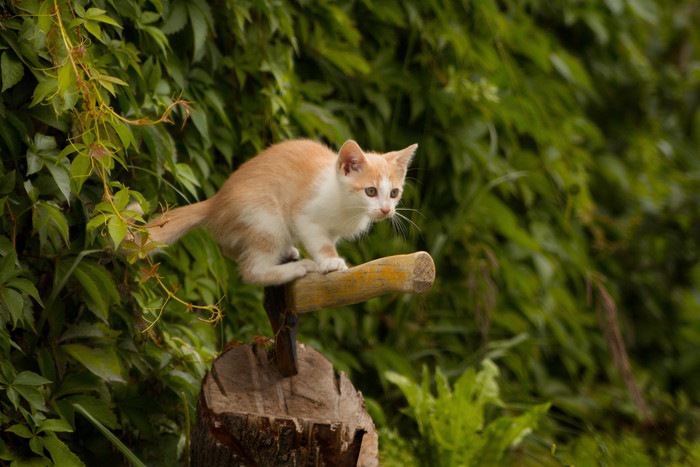 木の上の猫