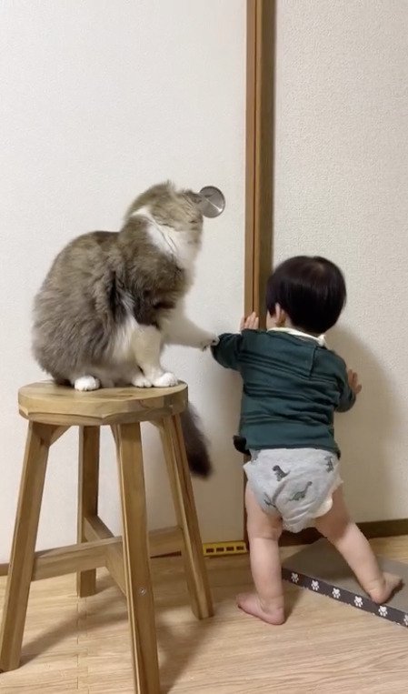 子供の腕を掴む猫