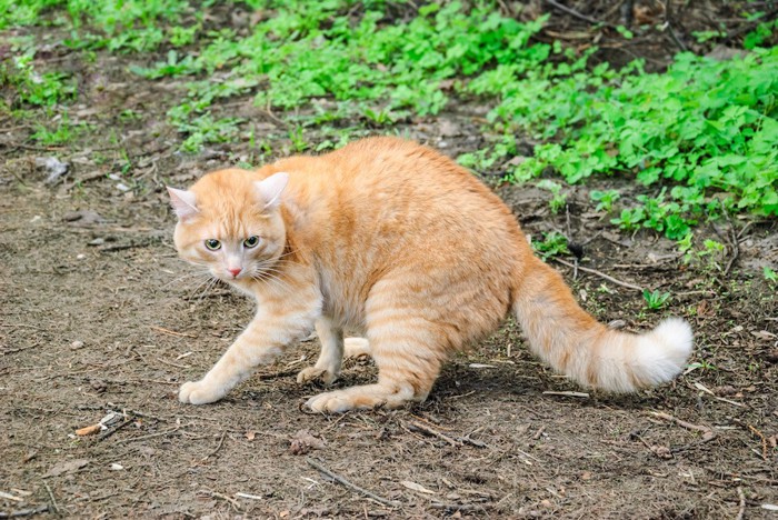 警戒して毛を逆立てる猫