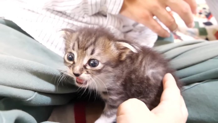 鳴く姿(ななめ)