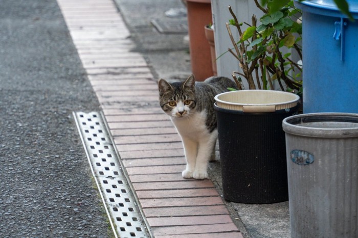 隠れている猫