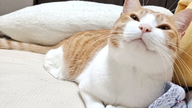 室内にいる猫