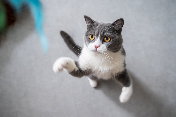 立ち上がっておもちゃを狙う猫