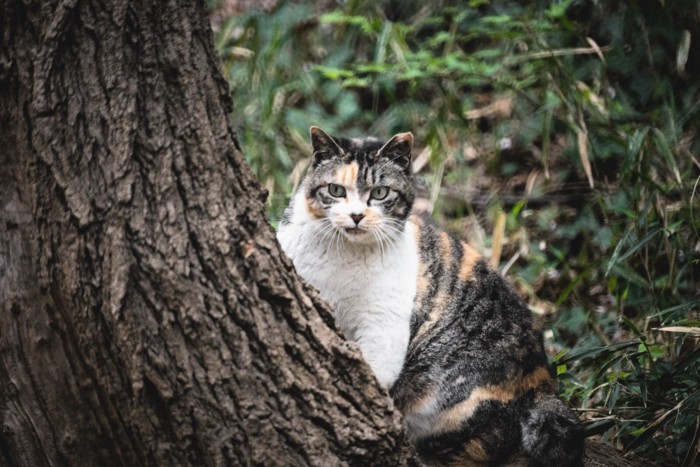 木の後ろに隠れている猫