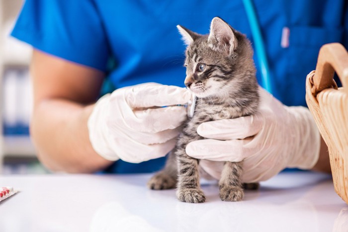 病院にかかる子猫