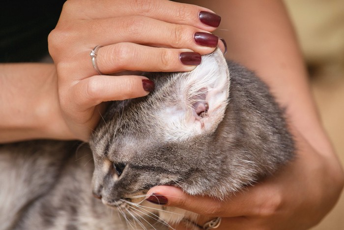 猫の耳と女性の手