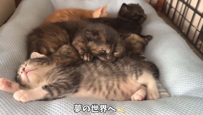 眠る子猫たち