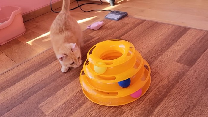 おもちゃを狙う子猫