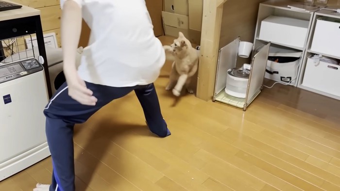息子さん(画像左半分)にパンチを繰り出す猫ちゃん