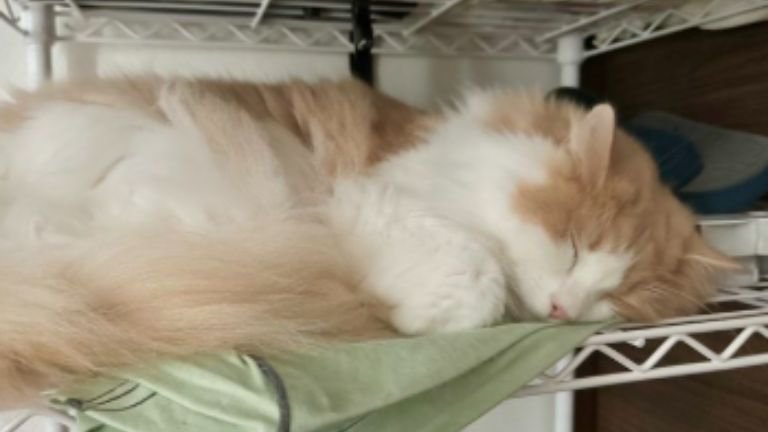 寝ている猫