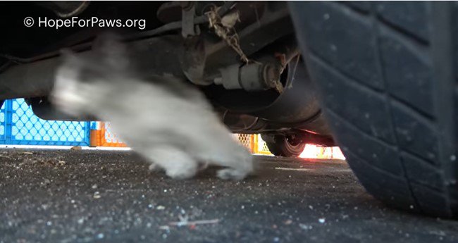 直角に軌道を変える子猫